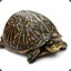 Boxturtle