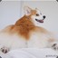 corgibutt90