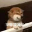 绿宝bb