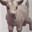 JNK DOG