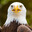 Aviva avatar