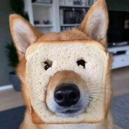 喜欢哀嚎的修狗