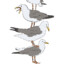 Avatar of Seagull Stacks