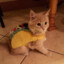 El Taco Gatito