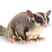 Sugar Glider