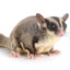 Sugar Glider