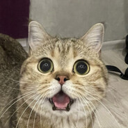 канари Steam avatar