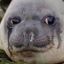 TheCryingSeal