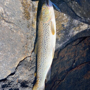 Fask - steam id 76561198164245707