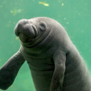 ManateeWarrior