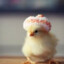 Cute Chicken