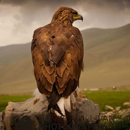 eaGLE * UNDER ARMOUR ^