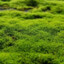 Mossyyyy