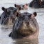 Hippopotamus Supreme