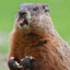 HappyMarmot