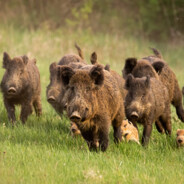 like 40 boars maybe