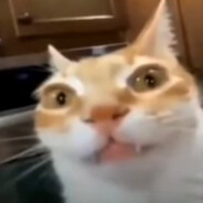 Sterdywurty avatar