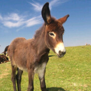 浪里小毛驴