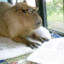 Capybara20XX