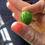 World&#039;s smallest watermelon