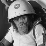 chimp chimbo