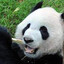 [Panda] Bartez427