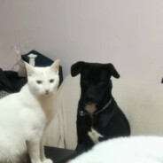 无所谓，下局我会出手