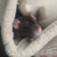 Marisha