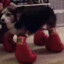 Dog with four boxing gloves