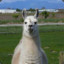 Mr.Llama