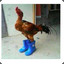 wheely wheely legs no feely