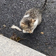 大爆裂魔法使慧慧