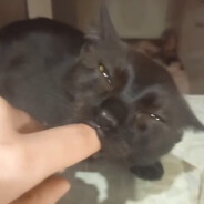 jebo_z_lesaッ