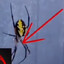 The barking spider