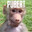 Pubert