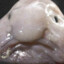 mjrandom