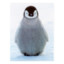 asiatisches Babypinguin