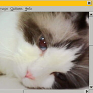 ももももものもの