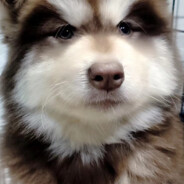 西伯利亚狗头老高