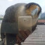 Selfie Bird