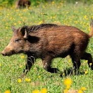 WILD PIG