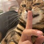 跑打显圣真君