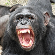 ANGRY MONKEY