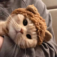 伤心油爆猪大肠