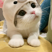 今天你白给了吗