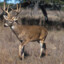 North American Whitetailed Deer