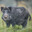 Wild boar