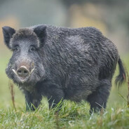 Wild boar