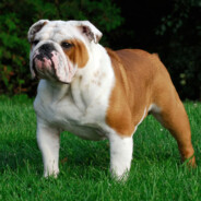 polski bulldog
