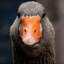 Goosseeberry